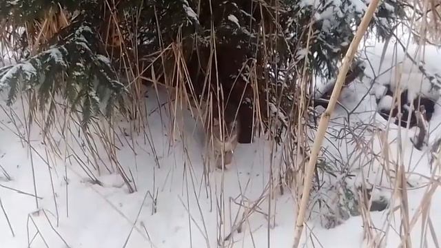 камышовый кот!