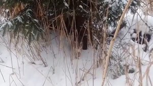 камышовый кот!