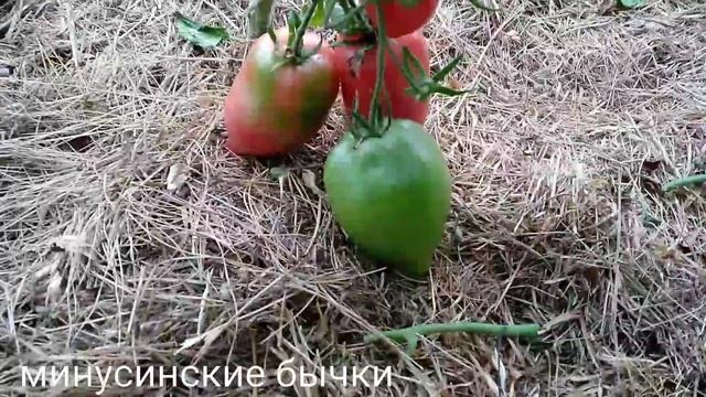 Томат Минусинские бычки ??? смотреть онлайн