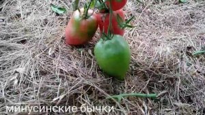 Томат Минусинские бычки ???