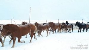 Русские тяжеловозы. Табун.