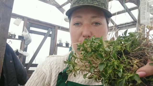 МНОГОЛЕТНИЕ ФИАЛКИ. РАССАЖИВАЕМ КУСТ. смотреть онлайн