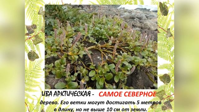 Познавательная минутка "Полна, полна чудес могучая природа" смотреть онлайн