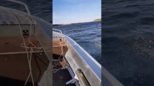 Первые испытания Quintrex 390 Dart Long c мотором Yamaha 8