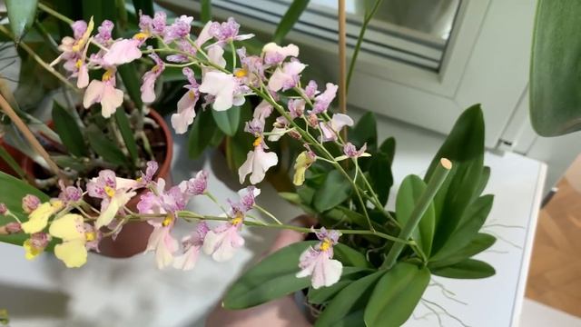 Осеннее цветение орхидей 2021 год. Часть 1. Новые орхидеи. смотреть онлайн