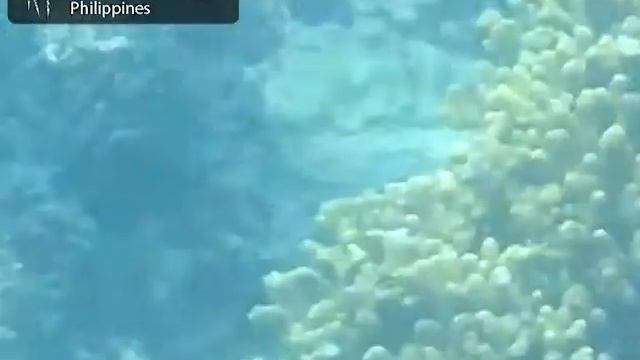 Дайвинг и морская жизнь Puerto Galera / Puerto Galera diving and marine life смотреть онлайн