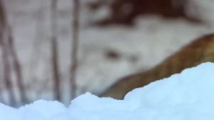 Ирина Билык   Такси