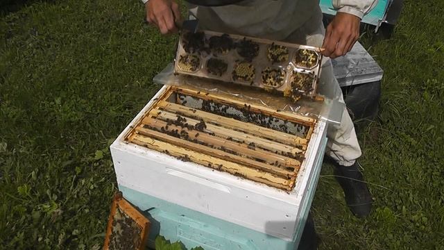 мой опыт использования Панского сота