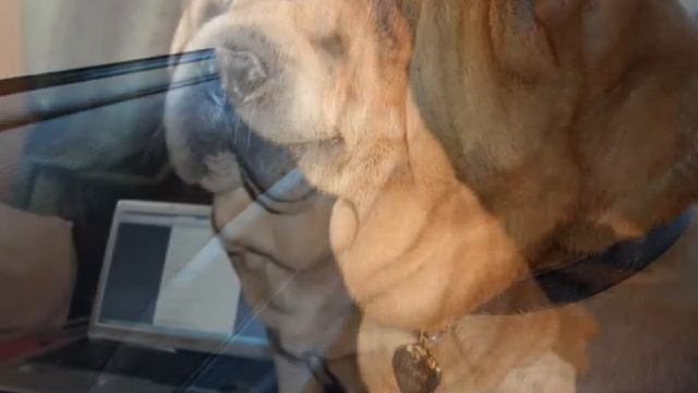 Обувь Inblu в интернет магазине T&Shoes смотреть онлайн