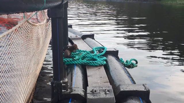 Семейство норок умываются смотреть онлайн