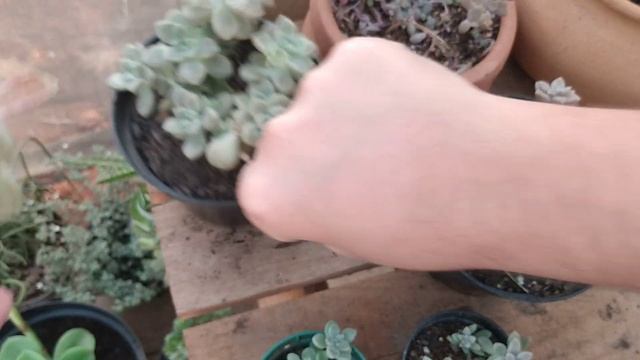 MIRINAE E MENDOZAE QUAIS AS DIFERENÇAS? смотреть онлайн