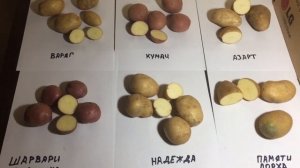 Семенной картофель (6 сортов) от КФХ Егорша