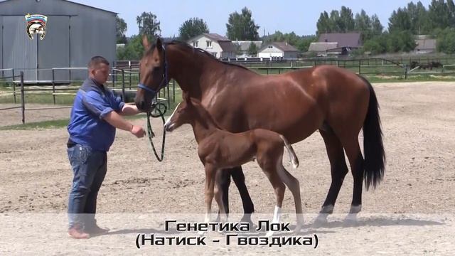 Дорогие друзья ❗️ Представляем вашему вниманию лоты аукциона 2023 года. Кобылы из маточного состава смотреть онлайн