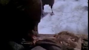 НГО ВВС ЖИВОТНЫЕ