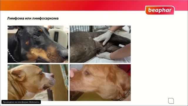 Злокачественные новообразования