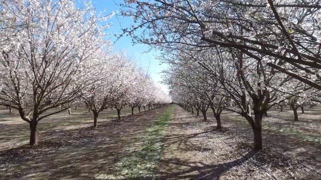 Almond field next to Sacramento CA . Миндальное поле возле Сакраменто. смотреть онлайн