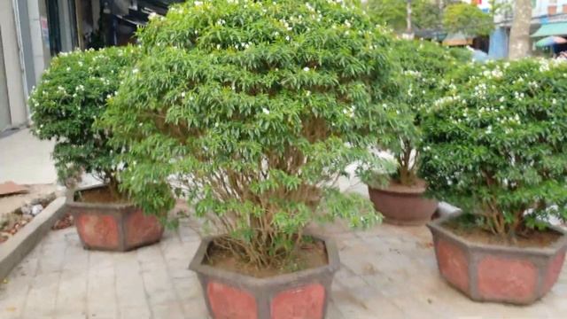 Amazing Bougainvillea Glabra, Lesser Bougainvillea, Paperflower Garden