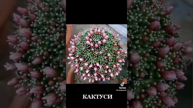 необычные кактусы смотреть онлайн