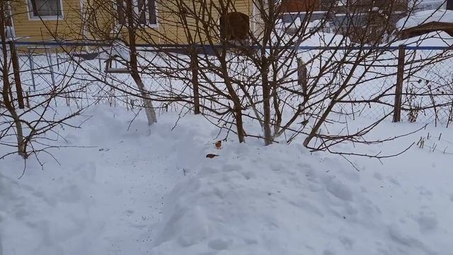 Снегири и синицы в погоне за семечками. смотреть онлайн