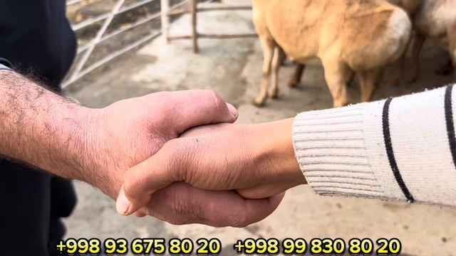 Номер адин класс Авган совликлар Келди шошлинг ☎️93-675-80-20 смотреть онлайн