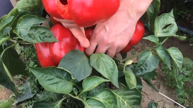 Кубовидний перець Геркулес F1 19/09/2014 в Закарпатті, с. Заріччя, CLAUSE смотреть онлайн