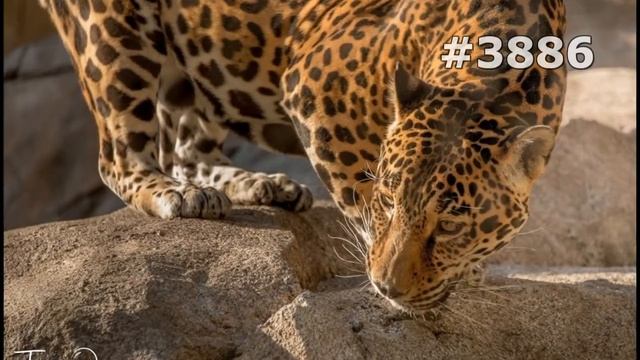 #3886. Ягуары (В мире животных) смотреть онлайн