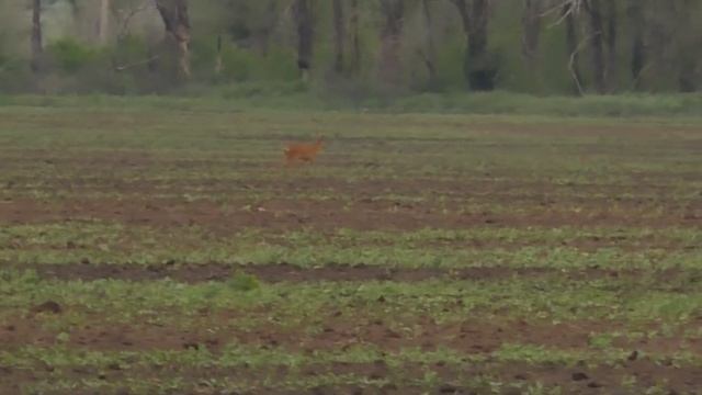Фото охота на самца косули. Косуля в поле. Видеосъемка на камеру Panasonic HC-V760 смотреть онлайн