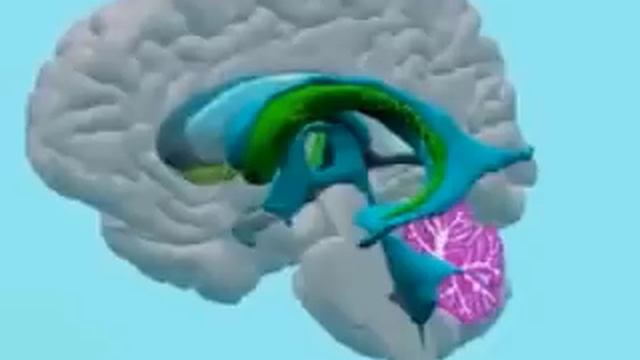 Строение головного мозга, анимация.mp4 смотреть онлайн