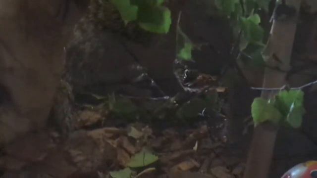 Кто-то из Южной Африки) смотреть онлайн