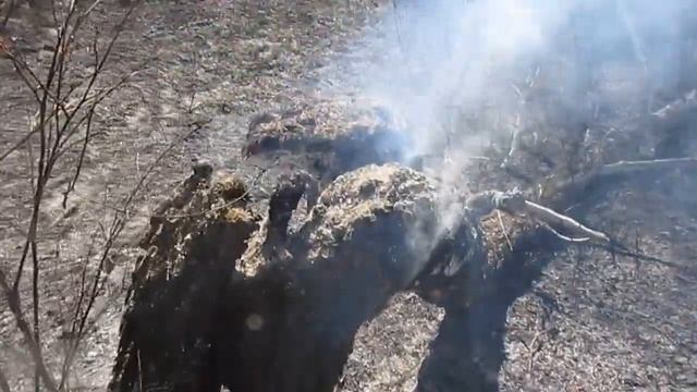 Видеоотчет. Лес после пожара. ч.3 смотреть онлайн