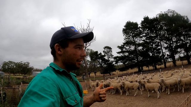 THIS THING IS A BEAST!!! | Tru-Test XR5000 Weigh Indicator | Recording Data | Australian Sheep Farm смотреть онлайн