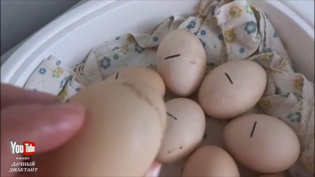 Инкубирование куриных яиц. Как делать не надо. смотреть онлайн