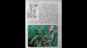 Читаем детям ЗЕЛЁНЫЕ СТРАНИЦЫ. А.А.Плешаков. Страница первая. ЖИТЕЛЬ ПУСТЫРЕЙ (ПУСТЫРНИК).