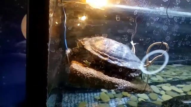 Температура в воде и на островке у красноухих черепах! / ЧЕРИ TV смотреть онлайн