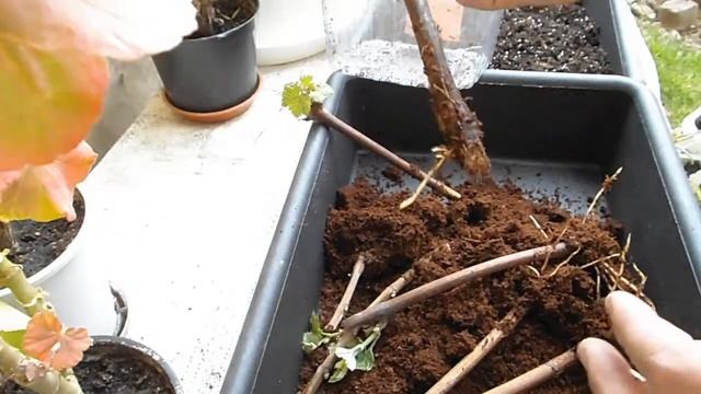 Ошибка высадки укорененных черенков винограда Каберне Кортис Зигерребе Солярис Гевюрцтраминер