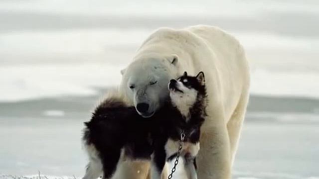 Белые Медведи смотреть онлайн