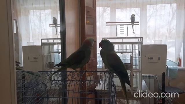 Александрийские попугаи. Ухаживания. смотреть онлайн