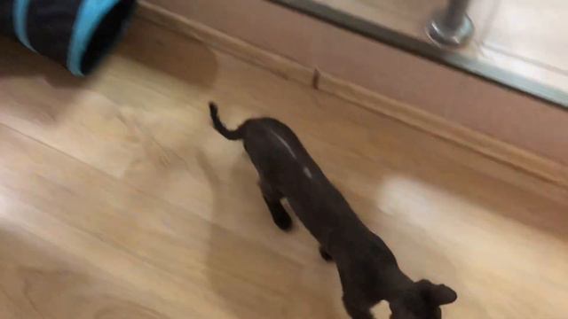 Crazy Devon Rex kitten смотреть онлайн