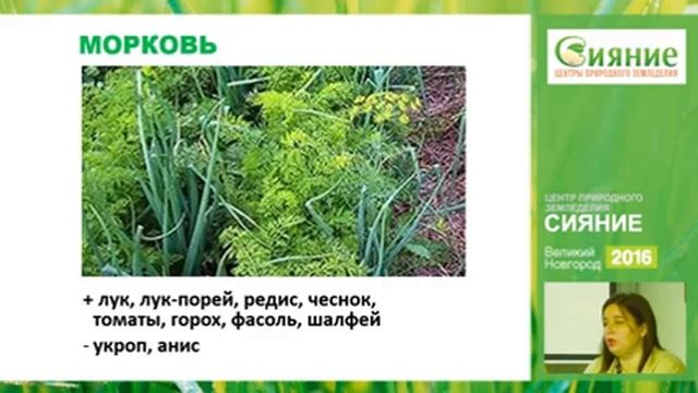 Севооборот Смешанные посадки Выращивание моркови смотреть онлайн