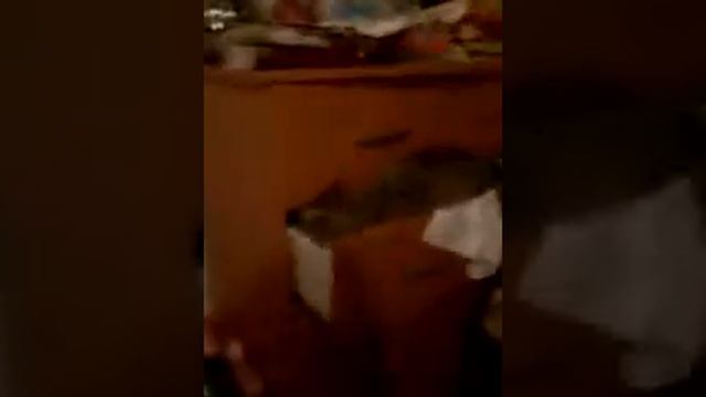 Пушистая кошка смотреть онлайн