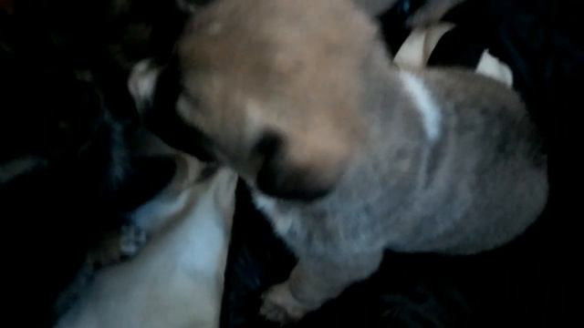 Метисы белой лайки и почти волка смотреть онлайн