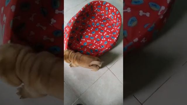 Cute sharpei puppy playing with his bed смотреть онлайн