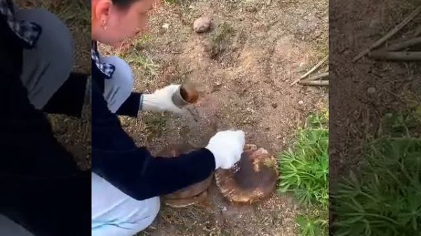 Огород и сад