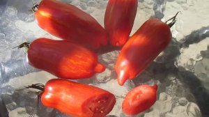 Томаты 2020. Сорт Искры пламени