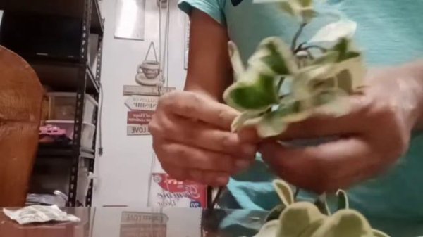 FICUS TRIANGULARIS: HOW TO PROPAGATE?