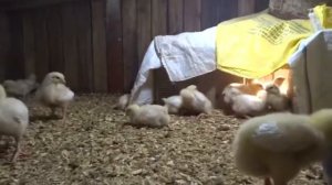 Выращиваем бройлеров на мясо: легко, прибыльно и выгодно