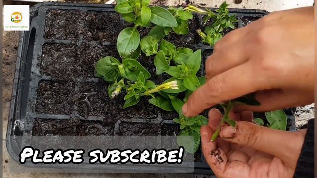 Success growing Petunias from cuttings~How to grow Petunias from cuttings easily and successfully смотреть онлайн