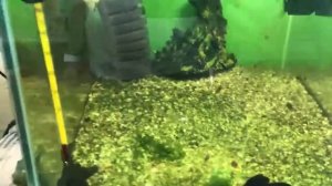 Совместимость рыбок, кто с кем уживается/ Как подобрать рыбок! Каких рыбок завести в аквариум?