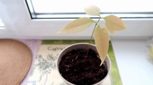 ОЧЕНЬ ПРОСТОЙ СПОСОБ вырастить ЛИЧИ дома