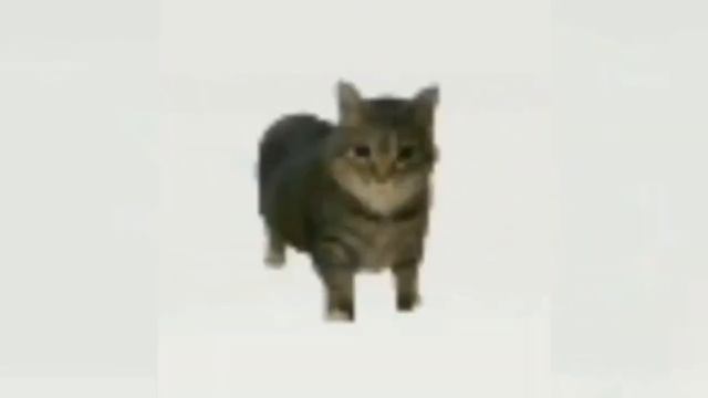 Kuru Kuru Kururing but spinning cat смотреть онлайн